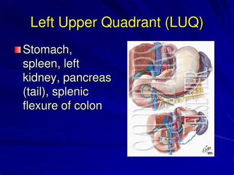 PPT - Abdominal Examination PowerPoint Presentation, free download - ID ...