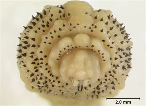 human bot fly - Dermatobia hominis Linnaeus, Jr.)