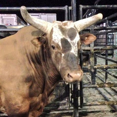 217 best Bushwacker, PBR Bucking Bull images on Pinterest | Bucking bulls, Rodeo and Rodeo life