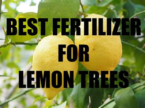 The Best Fertilizer For Lemon Trees - My Top Choices - GoToGardenista | Lemon tree, Lemon tree ...