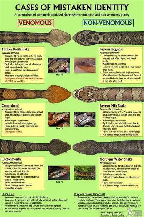 What to do if you found a venomous snake in Massachusetts – Tufts ...