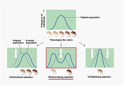 Meaning Of Natural Selection In Short - FEDINIT