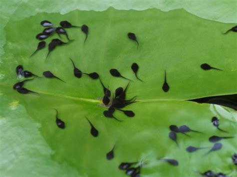 ToadScan > Cane toads and native frogs