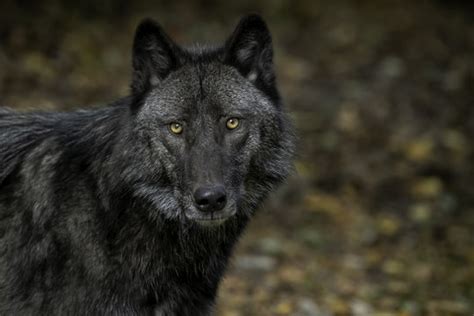 Black Wolf With Brown Eyes