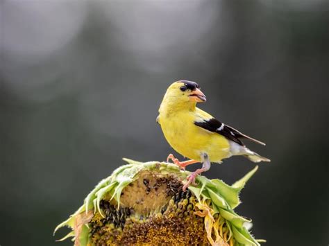 What Do American Goldfinches Eat? (Complete Guide) | Birdfact