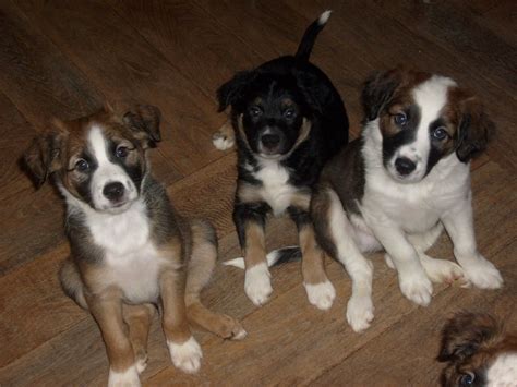 Droll Chihuahua Border Collie Mix Puppies - l2sanpiero