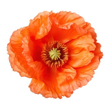 Oriental Poppy Prince Of Orange, Poppy, Nature, Red PNG Transparent Image and Clipart for Free ...