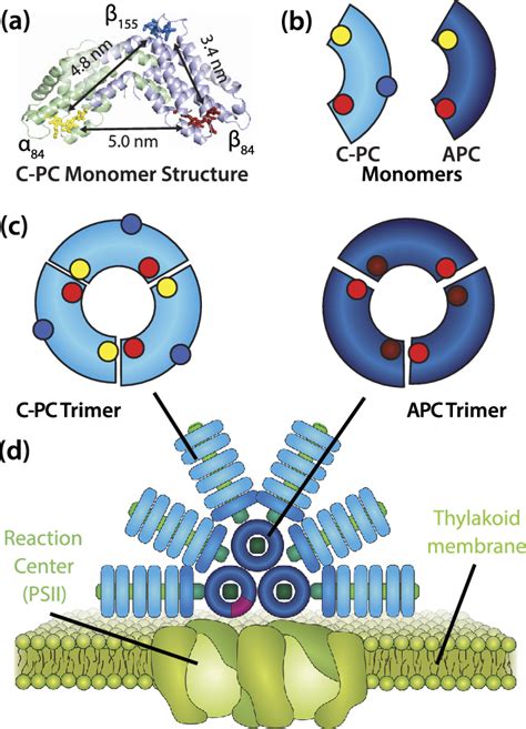 Hierarchical structure of the phycobilisome. (a) Crystal structure of ...