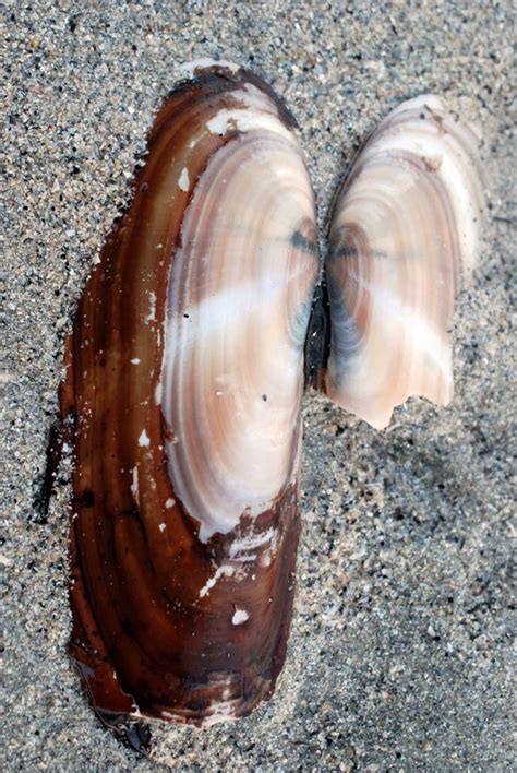 Pacific razor-clam • Siliqua patula - Biodiversity of the Central Coast