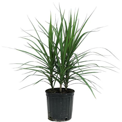 Delray Plants Marginata Bush in 8-3/4 in. Pot-10MARG - The Home Depot