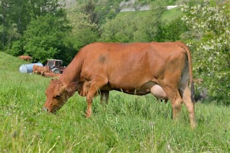 Tarentaise Cattle Breed: Pictures, Facts, Uses, Origins ...