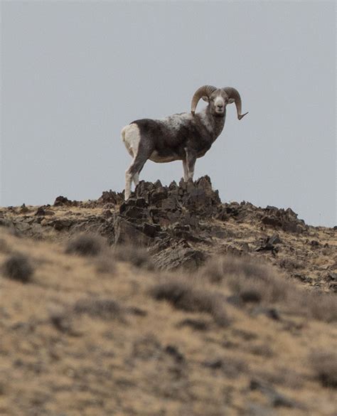 Wildlife Photography Mongolia