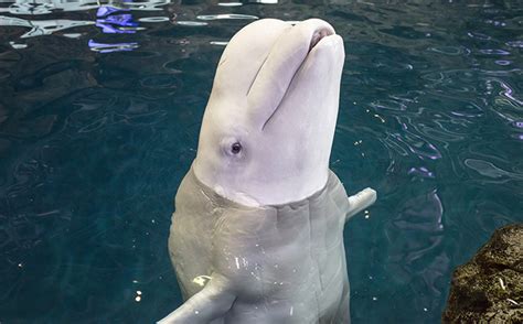 SeaWorld adds 2 beluga whales to Wild Arctic - Theme Park Tribune ...