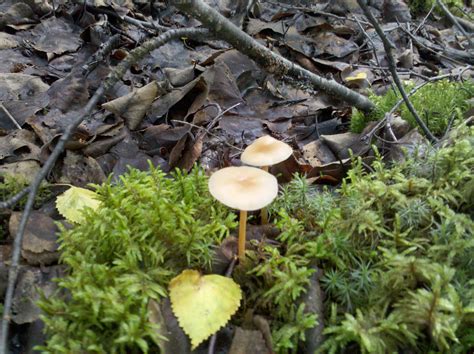 Alaska mushroom find, Need help identifying these please - Mushroom Hunting and Identification ...