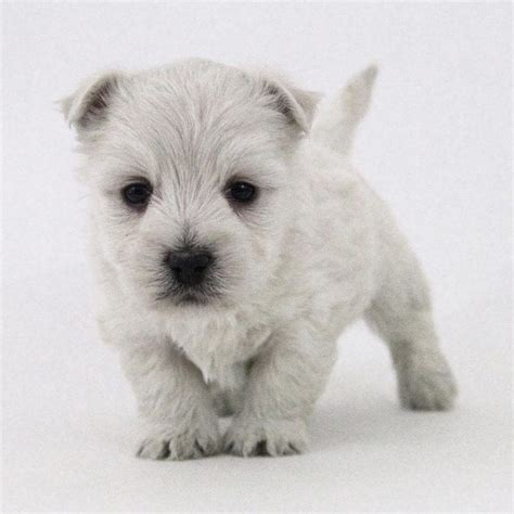 Westiepoo (Westie & Poodle Mix): Info, Pictures, Characteristics & Facts | Hepper | Poodle mix ...