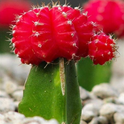 Red Moon Cactus - Garden Plants | Cactus flower, Cacti and succulents, Grafted cactus