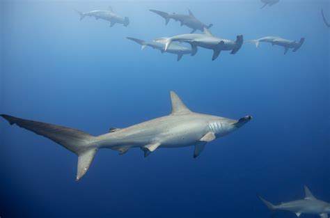 Hammerhead sharks found to hold their breath on deep water hunts to stay warm