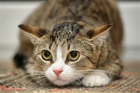 Wie Sie Schmerzen bei Katzen erkennen können | zooplus