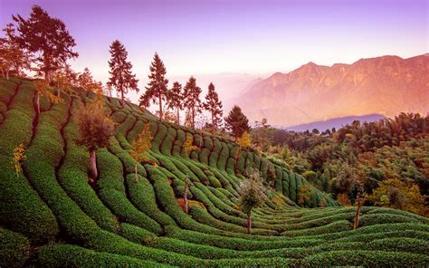 Daily Wallpaper: Tea plantation, Taiwan | I Like To Waste My Time