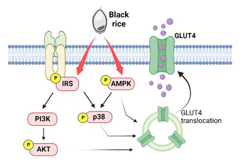 Metabolites | Free Full-Text | Stimulation of GLUT4 Glucose Uptake by Anthocyanin-Rich Extract ...