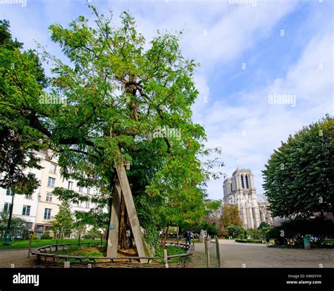 Paris, France. The Oldest Tree in Paris, a Robinia or false Acacia ...