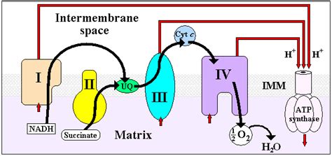 Cytochrome c oxidase