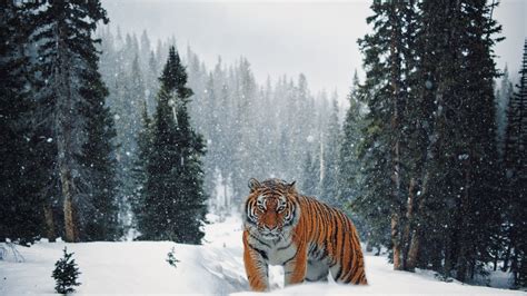 Download wallpaper: Siberian Tiger in Winter landscape 1920x1080