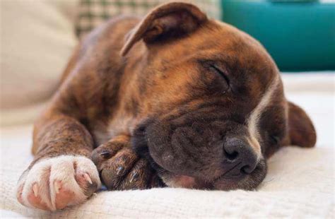 Brindle Pit Bull (New Owner's Guide to This Tiger-Striped Dog) | All Things Dogs