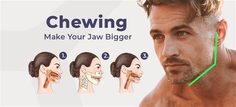 Is It a Myth, or Can You Grow Your Jaw Muscles? | Mewing.coach