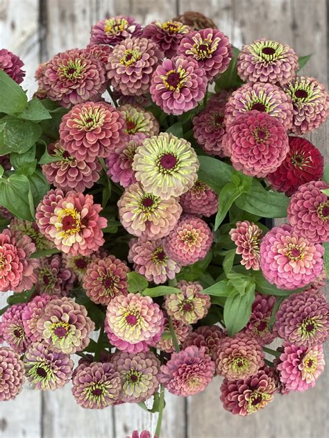 Three Must-Grow Zinnia Varieties — Lynsey Taulbee