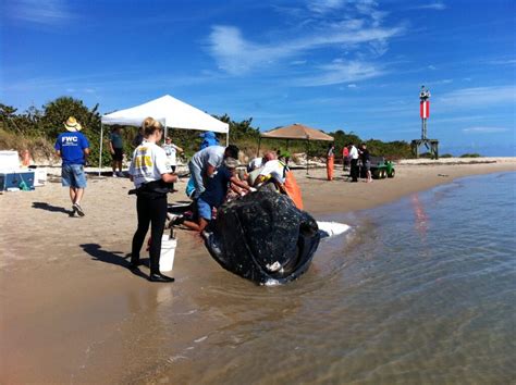 Why Do Whales Beach Themselves? - Fish & Wildlife Foundation of Florida