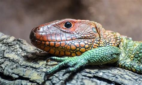 All About Caiman Lizards: Size, Care, Enclosure Setup, and More! - Everything Reptiles