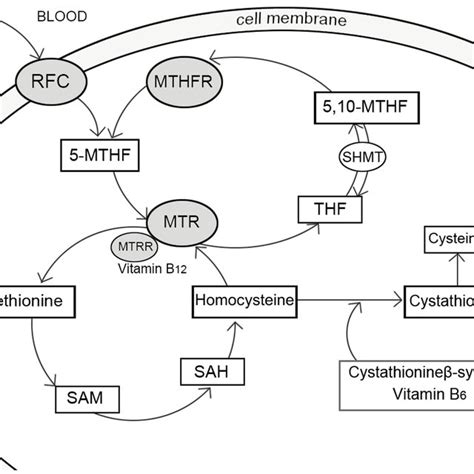 Simplified overview of folate metabolism pathway, highlighting enzymes... | Download Scientific ...