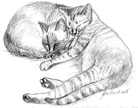 2 Cats Sleeping Drawing by Deborah Willard | Pixels