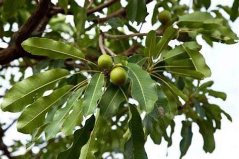 Shea butter facts and health benefits