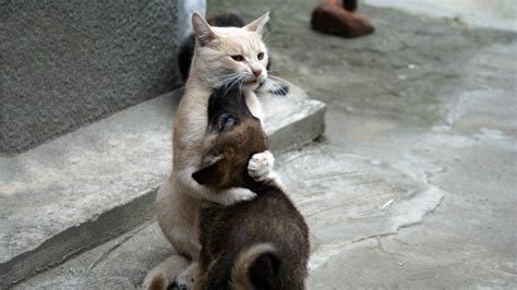 cat, Dog, Hugging, Animals Wallpapers HD / Desktop and Mobile Backgrounds