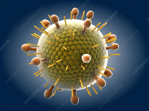 Paramyxovirus particles, artwork - Stock Image C013/4639 - Science ...