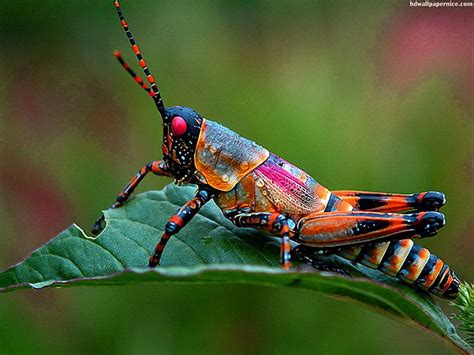 Grasshopper . Grasshopper , Rhino Grasshopper and Grasshopper Mouse ...