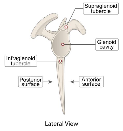 Scapula Bone (Lesson) – Human Bio Media