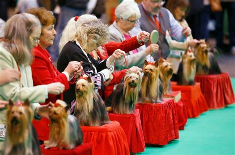 125th Annual Crufts Dog Show Photos | Image #11 - ABC News