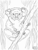 Koala Line Drawing At GetDrawings  Free Download sketch template