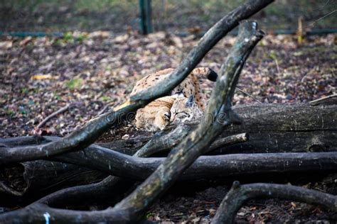 Hungry Lynx Eating Piece of Meat. Lynx, Eurasian Wild Cat Stock Image ...