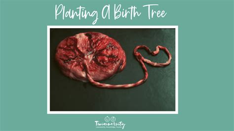 Placenta Tree of Life: Planting a Placenta Birth Tree | Twiniversity #1 ...