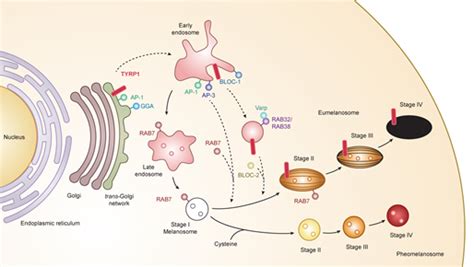 Melanogenesis | Encyclopedia MDPI