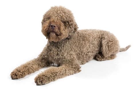 Lagotto Romagnolo vs Aussie Doodles - Breed Comparison