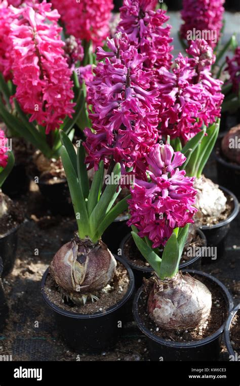 Hyacinth. Field of colorful spring flowers hyacinths in greenhouse on ...