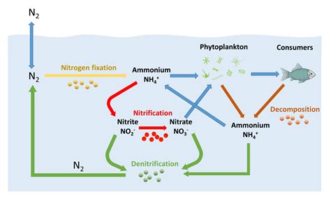 Schematic Diagram Of Nitrogen Cycle