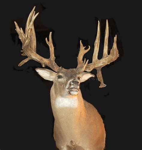 Mounted Buck with Antlers stock image. Image of whitetail - 5057113