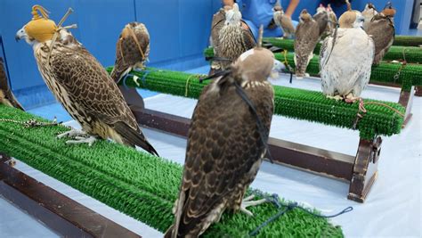 Inside the world's biggest falcon hospital in Abu Dhabi | CNN