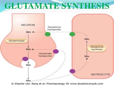 L-Glutamate